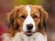 kooikerhondje Arias Crystalline Heart