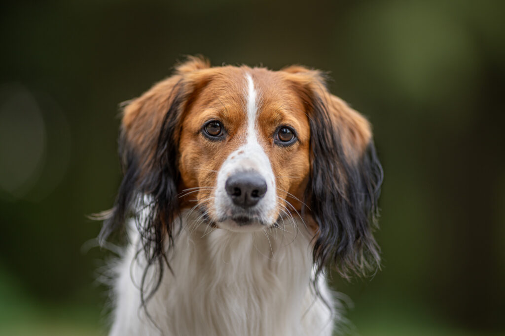 kooikerhondje Barney Golden Sirius