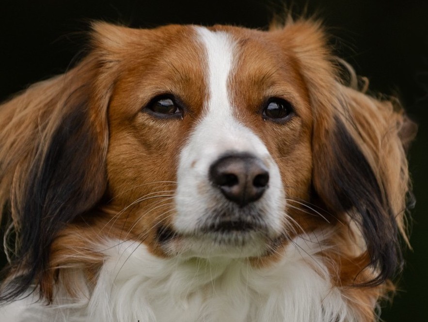 kooikerhondje - Earl z Kobeřických strání