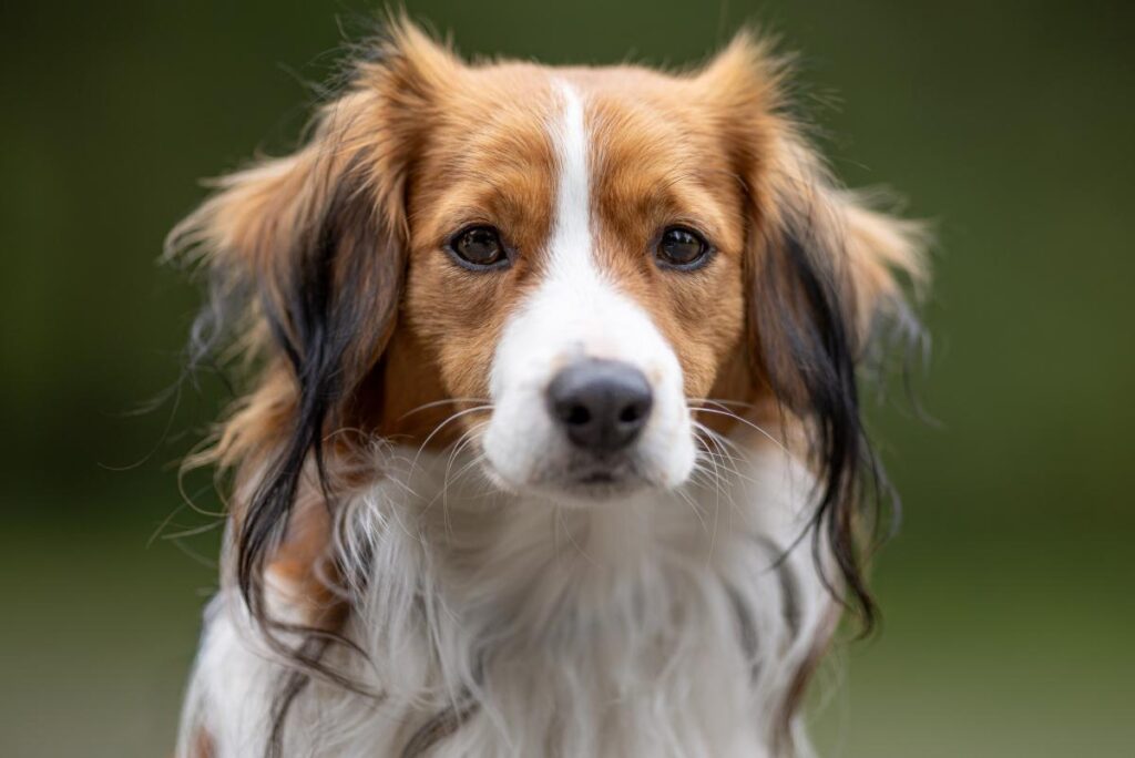kooikerhondje - Jumbo Jet od Jersínského potoka (Jupík)