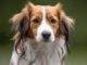 kooikerhondje - Jumbo Jet od Jersínského potoka (Jupík)