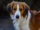 kooikerhondje - Theo Lucky Psie Lobby (Lucky)